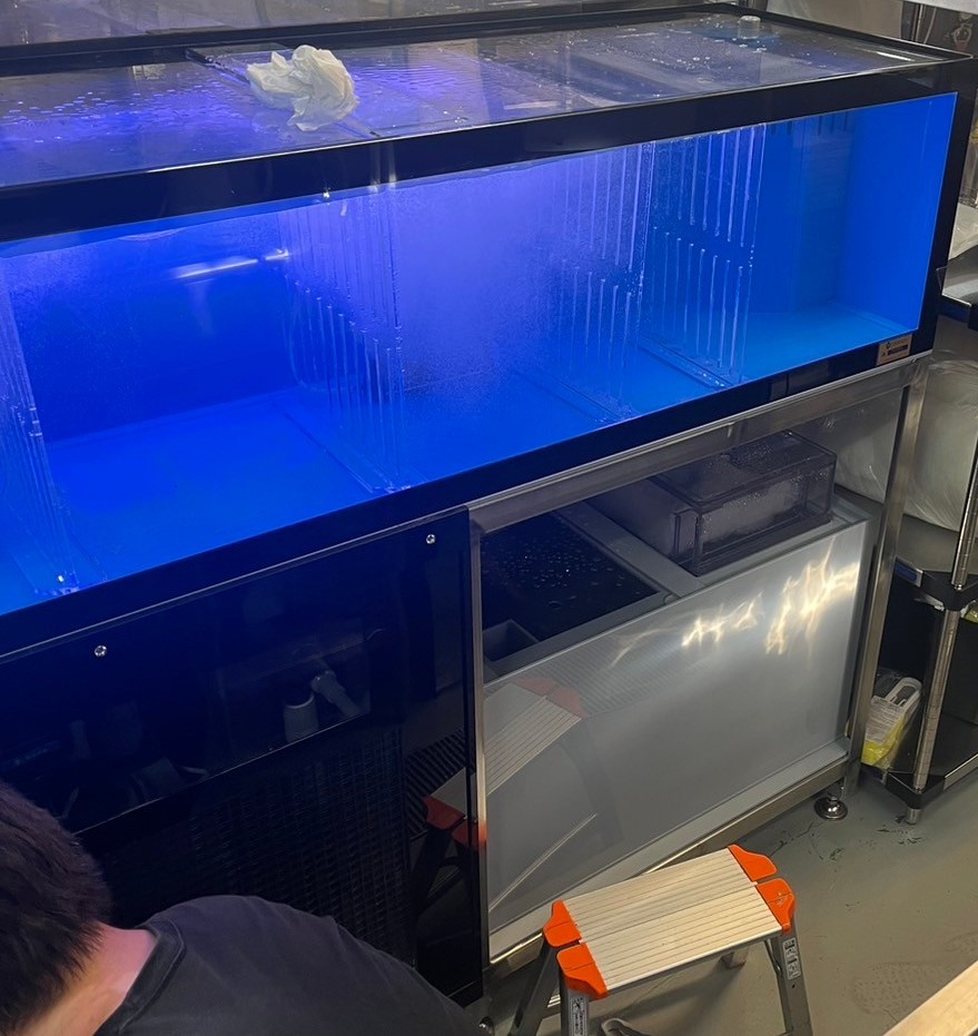 潮1500ZS 特注 W1600 低温仕様 活魚水槽 | 水槽設置